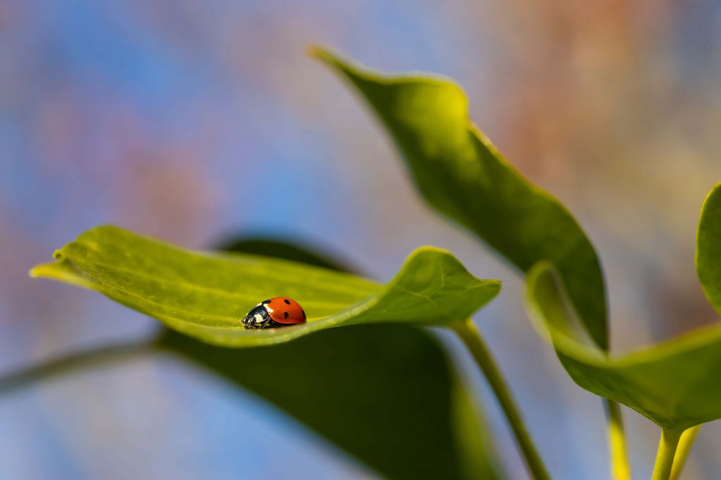 Coccinelle entre les feuilles