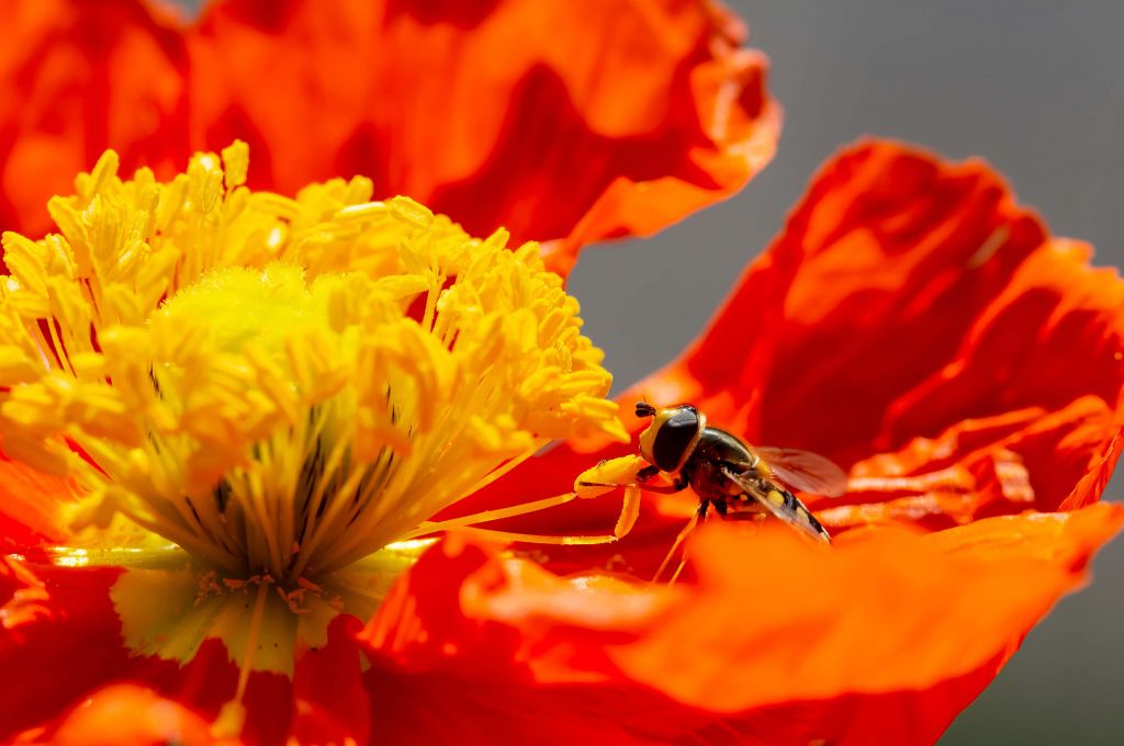 Coquelicot rouge avec une mouche volante