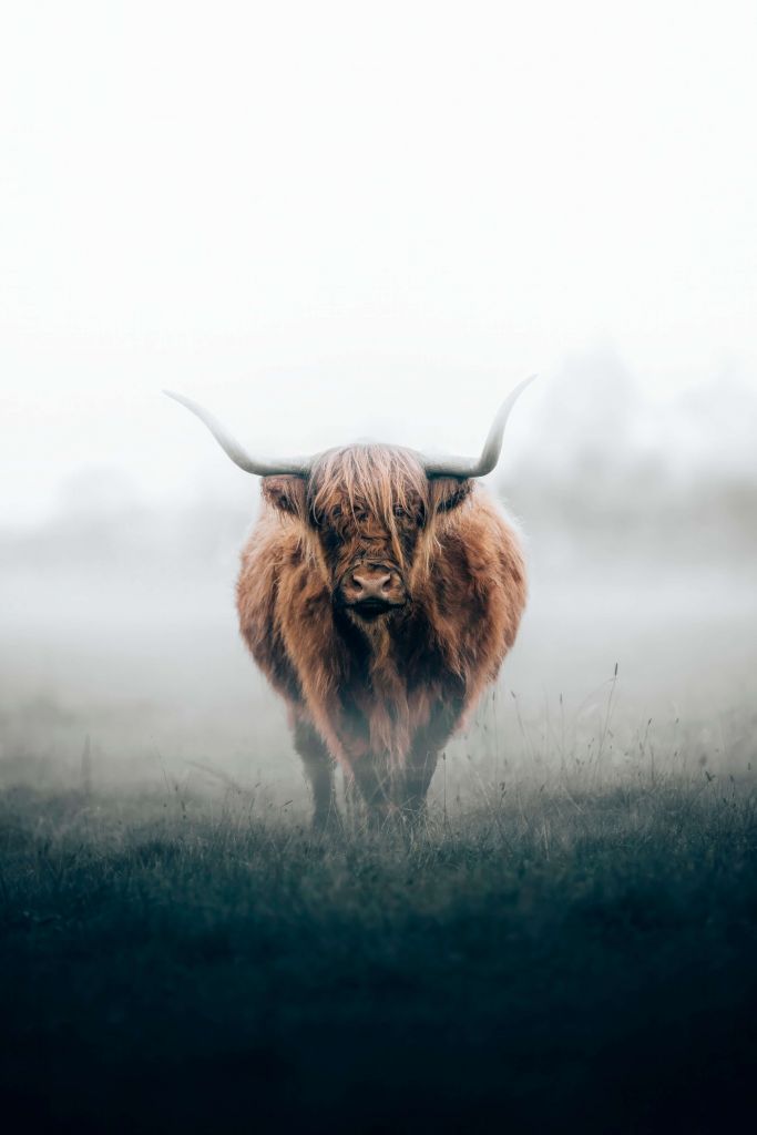 Highlander écossais dans un brouillard épais