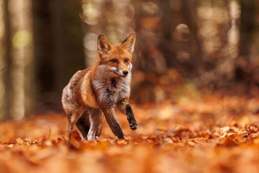 Vol d'automne Course des renards