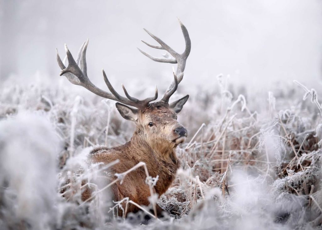 Rêve hivernal du cerf rouge