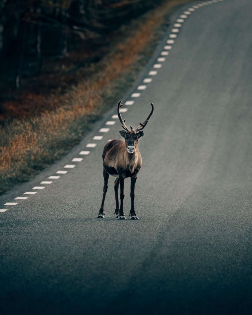 Renne sur la route