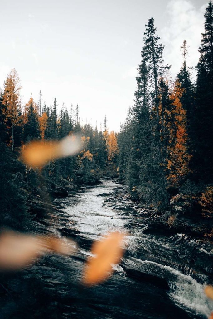 Forêt d'automne enchantée