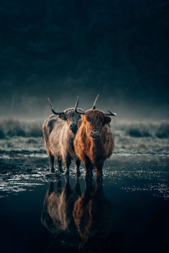 Couple de Highlanders