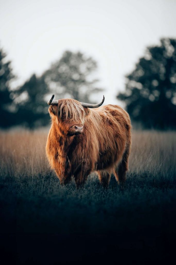 Portrait de Highlands