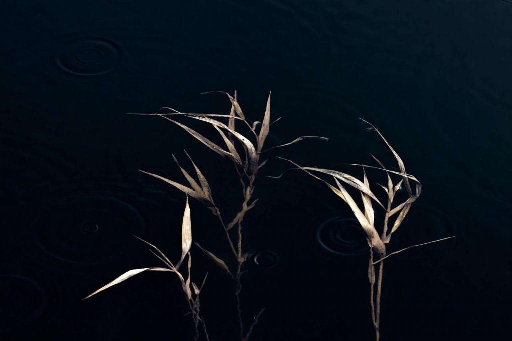 Riet dans l'eau calme
