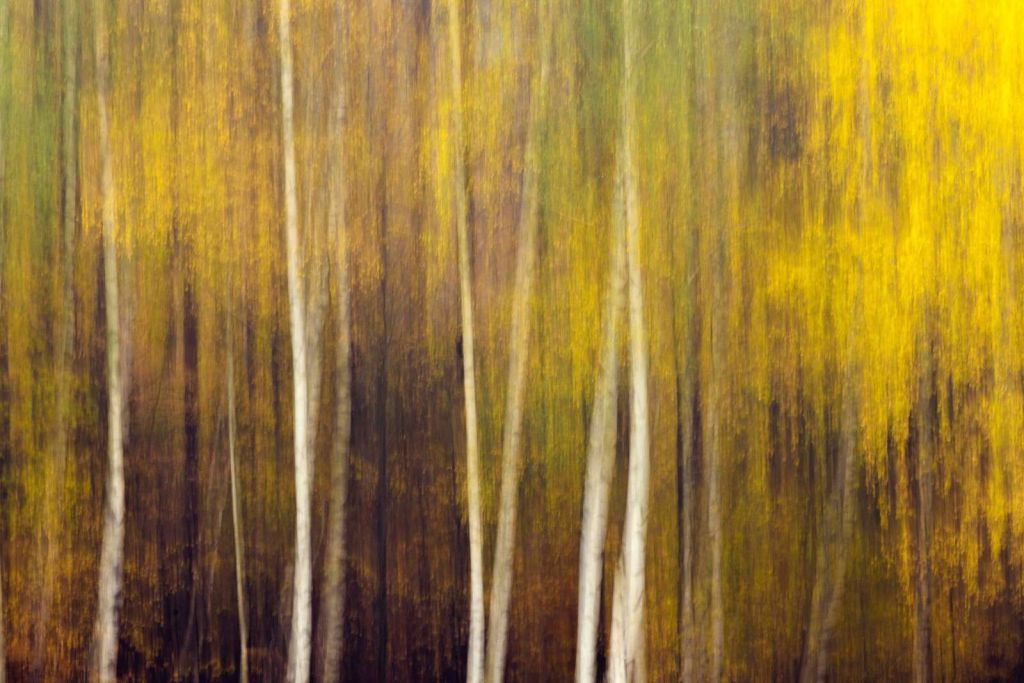 Forêt d'automne en mouvement