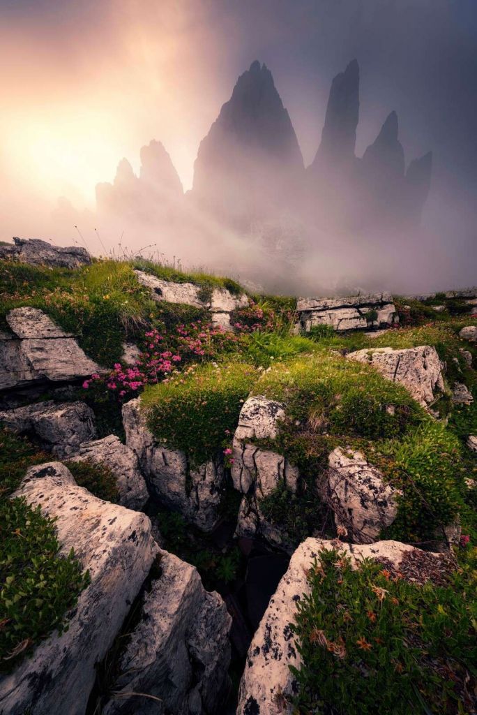 Nevelige Bergtoppen et Fleurs des Alpes