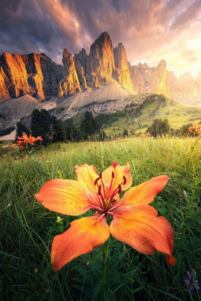 Paysage alpin ardent avec des lys