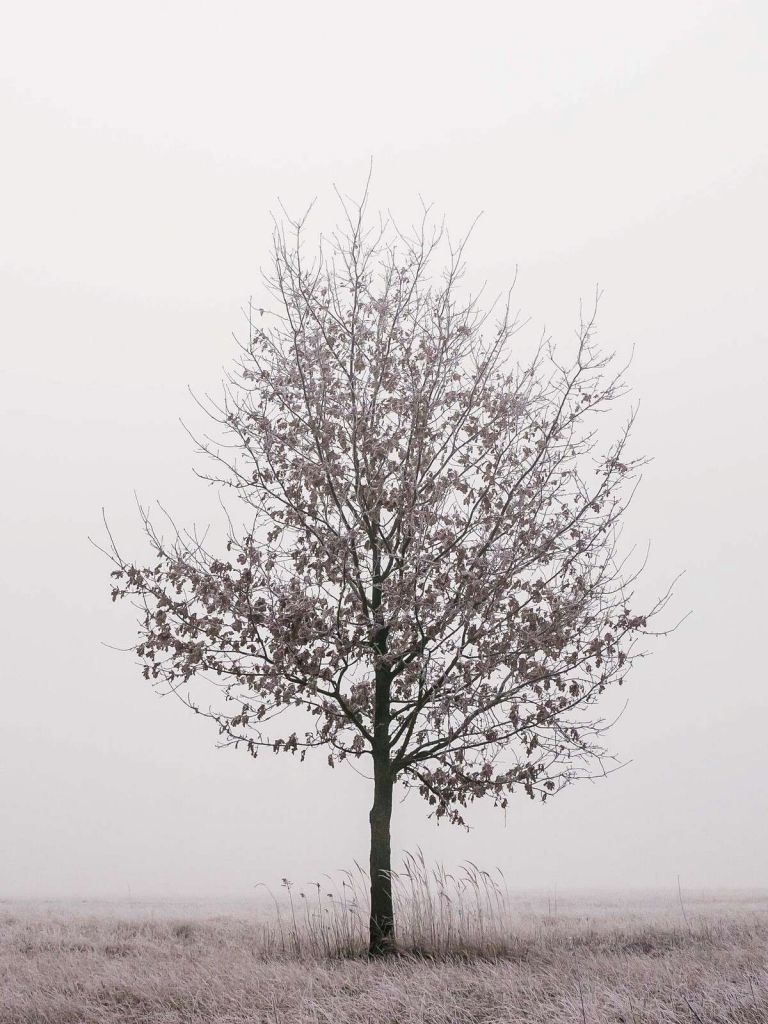 Paysage d'hiver minimaliste
