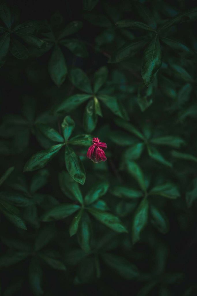 Fleur cachée entre les feuilles