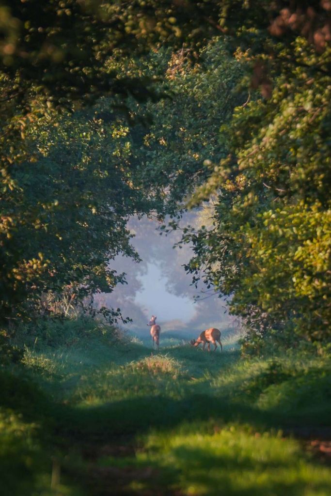 Animaux sauvages dans la lumière du matin