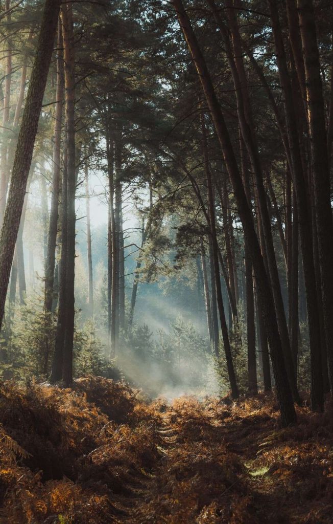 Lueur d'automne dans la Forêt Verte