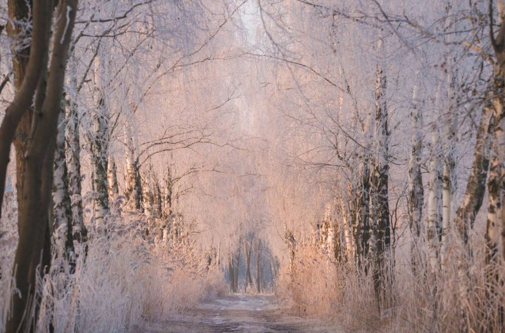Bomenrij dans la brume d'hiver