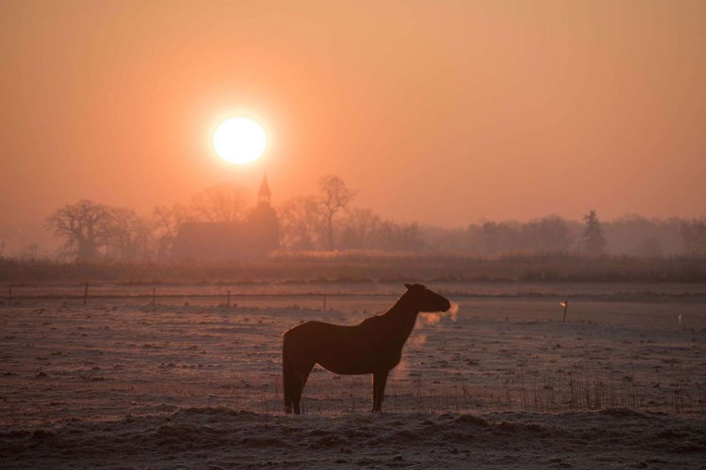 Cheval dans la lueur du matin