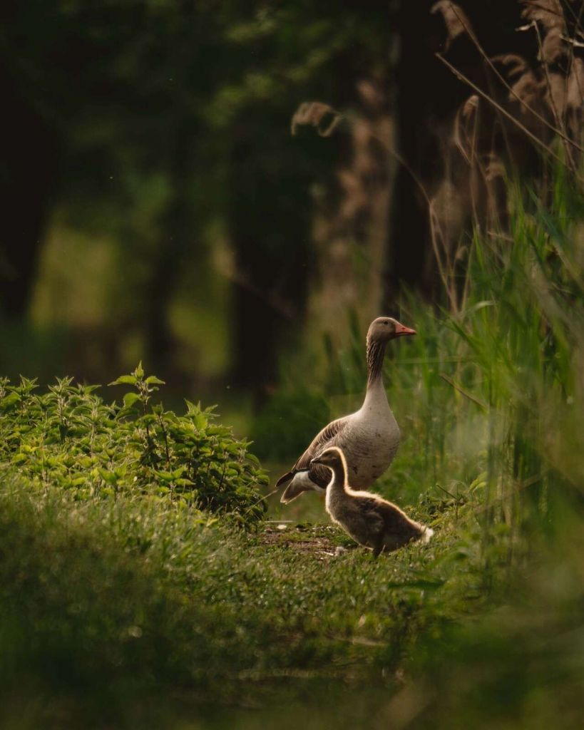 Famille d'oies dans la forêt