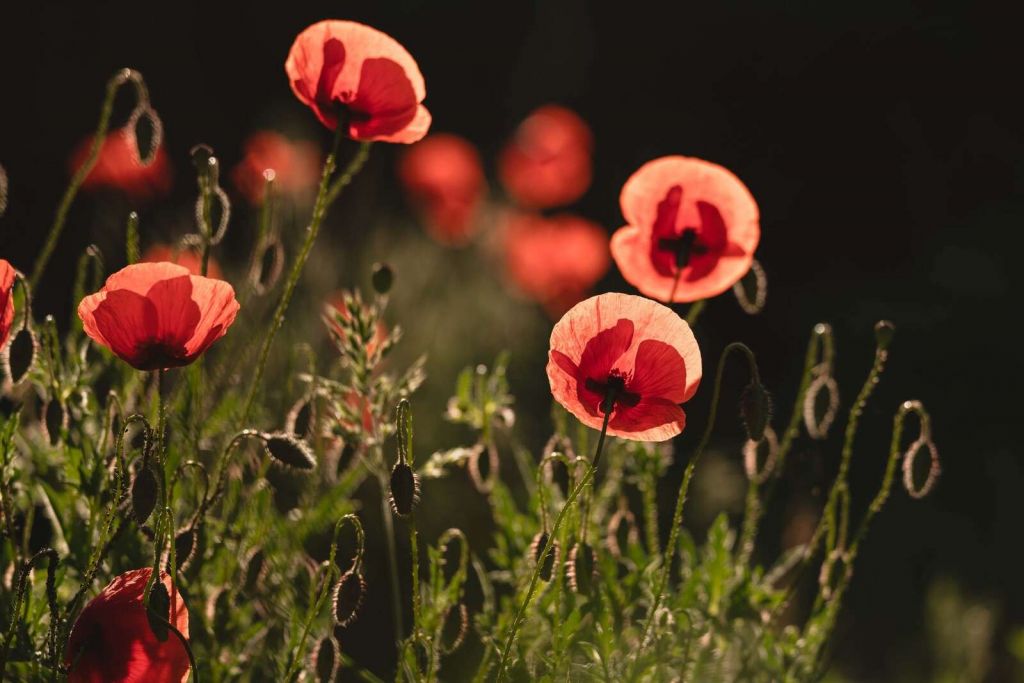 Pavots dansants sous la lumière du soleil