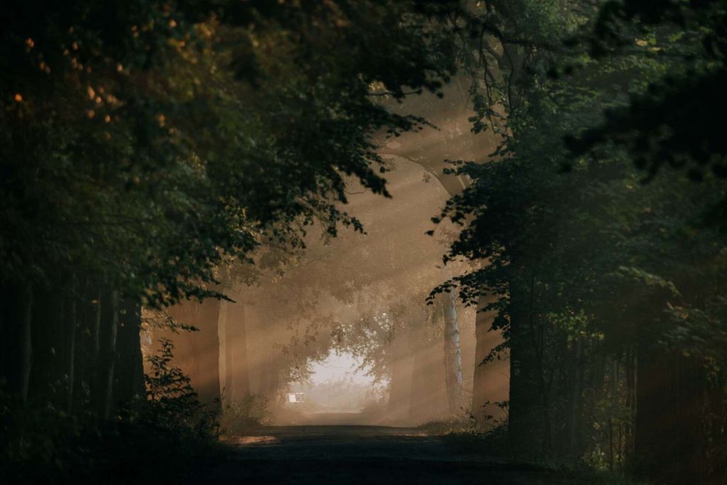 Lumière dorée dans la forêt