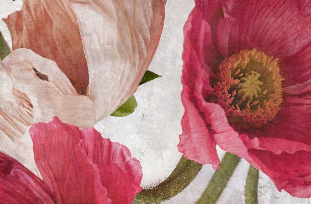 Coquelicots en rose et beige poudré