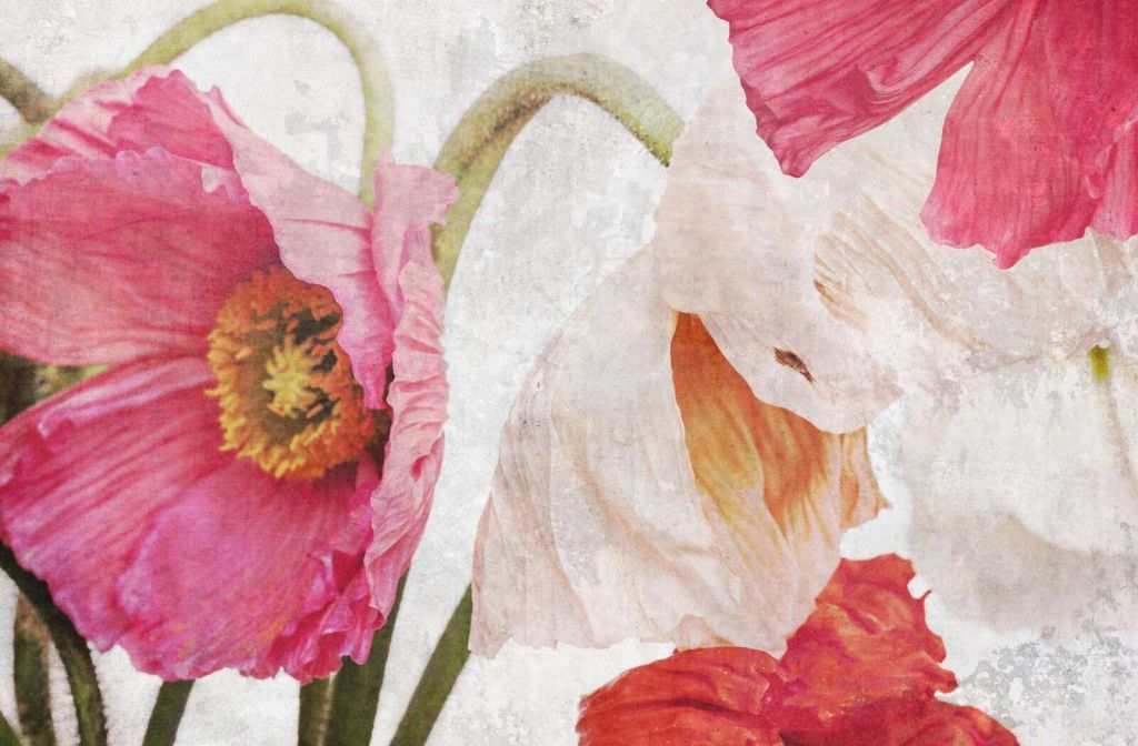 Coquelicots dansants dans l'air d'été