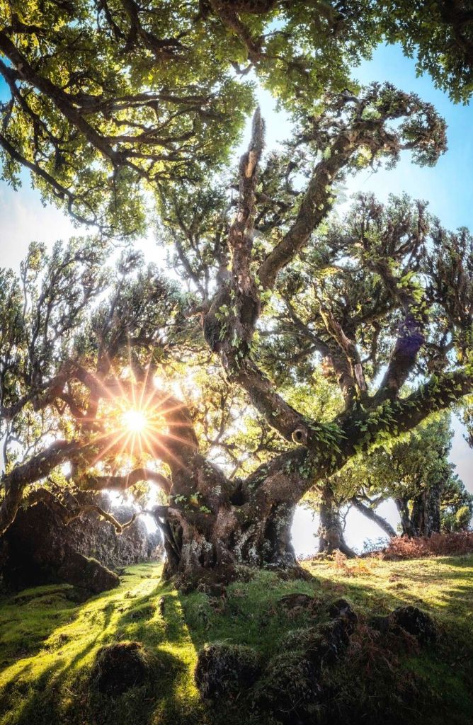 Lumière du soleil à travers les cimes d'arbres anciens