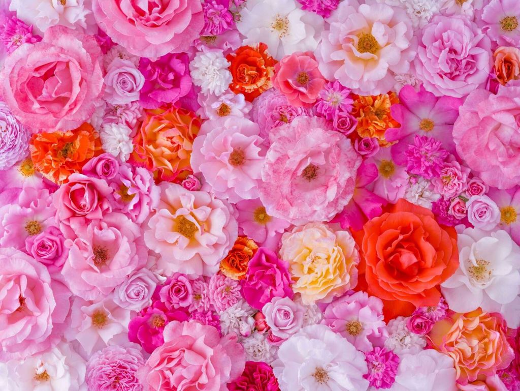 Plein cadre de variété de roses de jardin, fond de fleurs