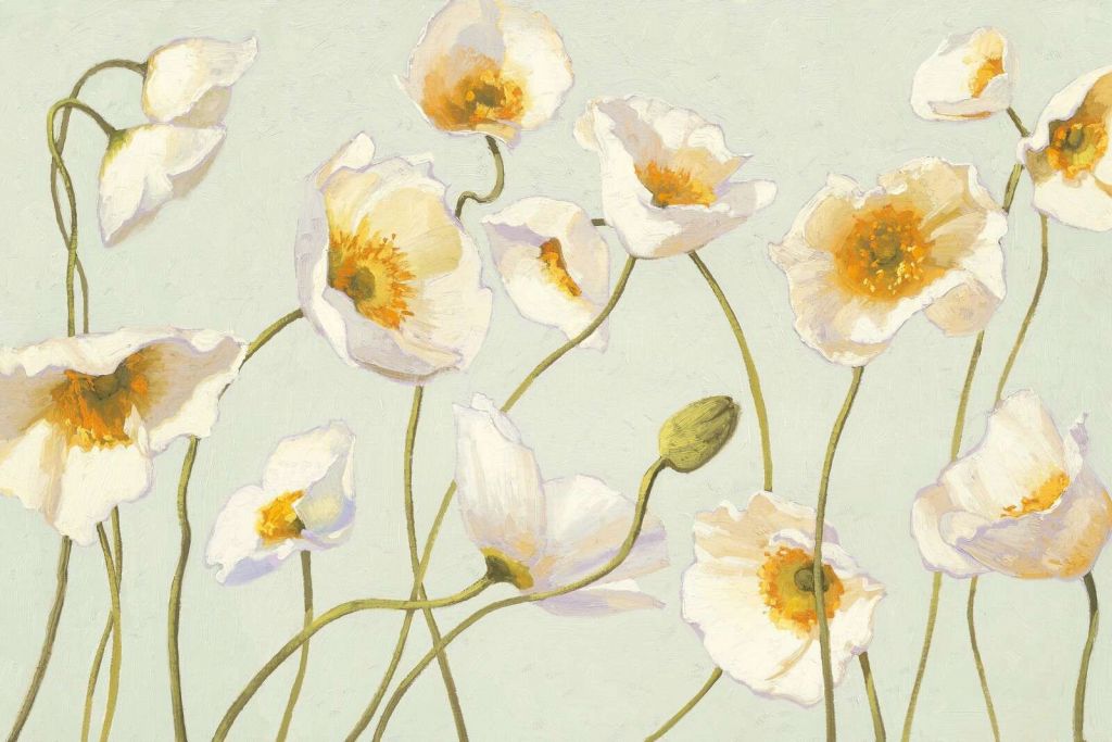 Pavots blancs sous le vent doux