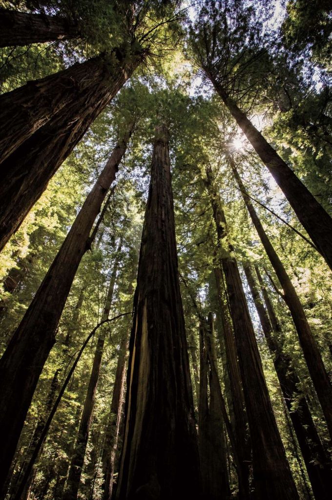 Arbres géants dans la forêt ensoleillée