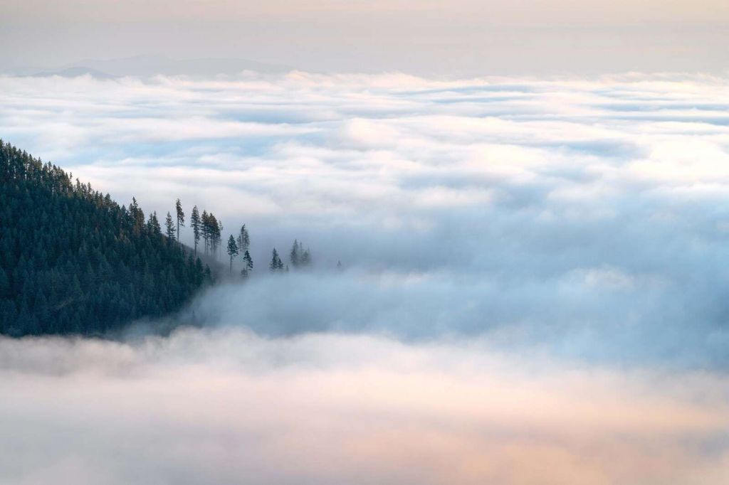 Forêt de montagne au-dessus des nuages