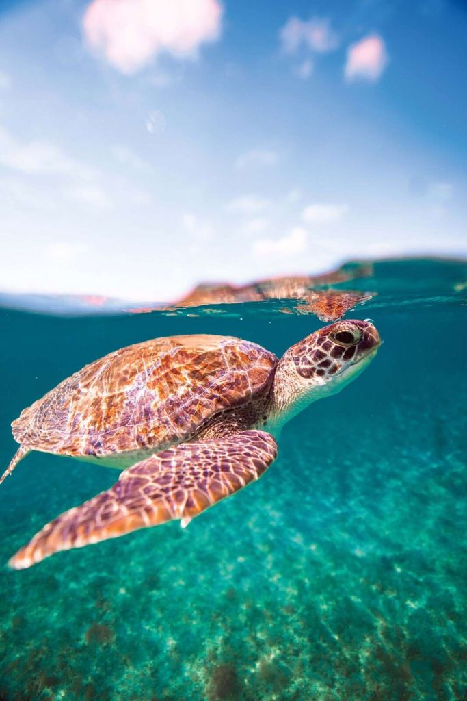 Tortue de mer dans une lagune turquoise.