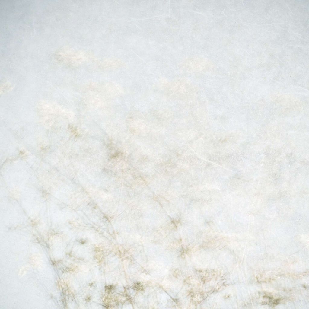 Fleurs des champs flottantes dans la lumière de la brume