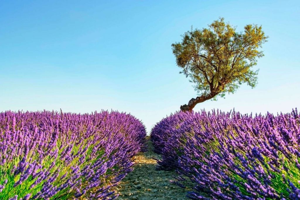 Sentier de lavande sous un ciel bleu.