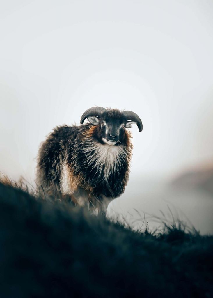 Bélier dans la brume du matin