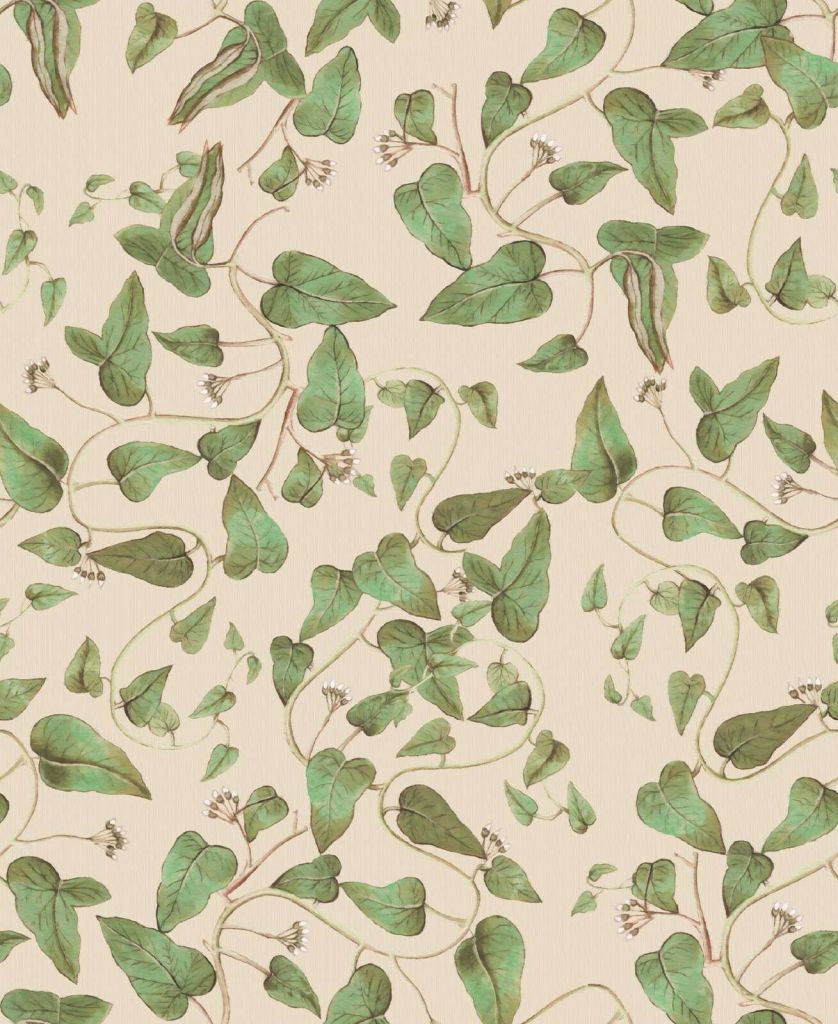 Vignes de haricots grimpants sur crème