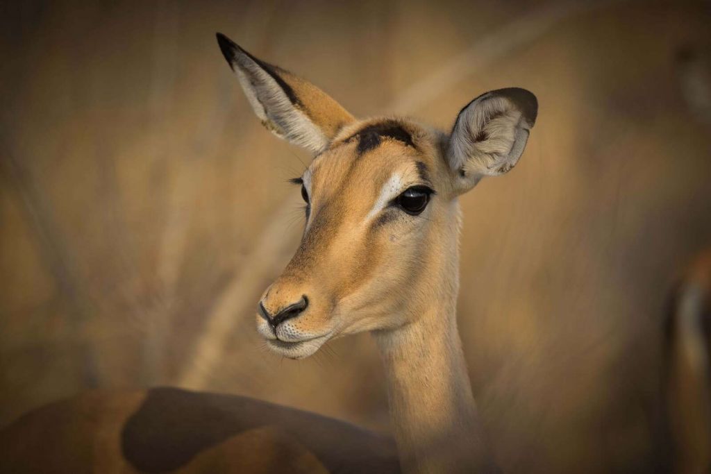 Léopard furtif dans la savane