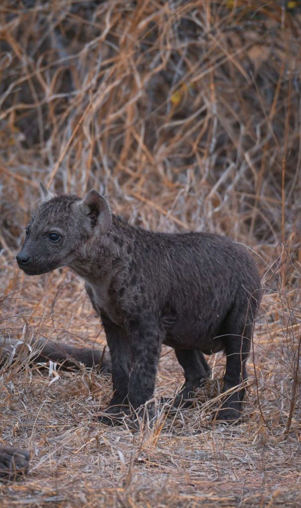Jeune hyène dans une prairie sèche
