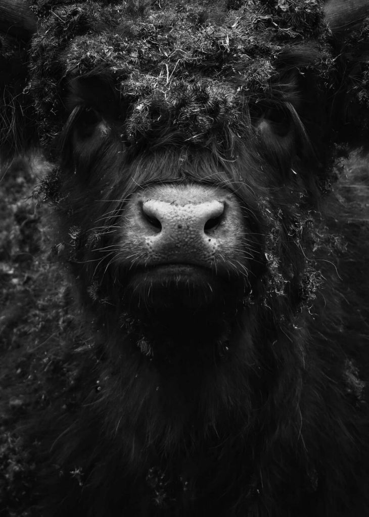 Portrait rapproché d'un Highland noir