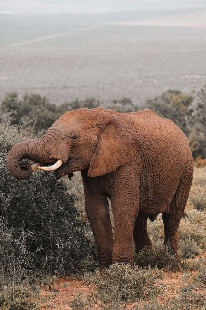 Éléphant africain dans un paysage de savane