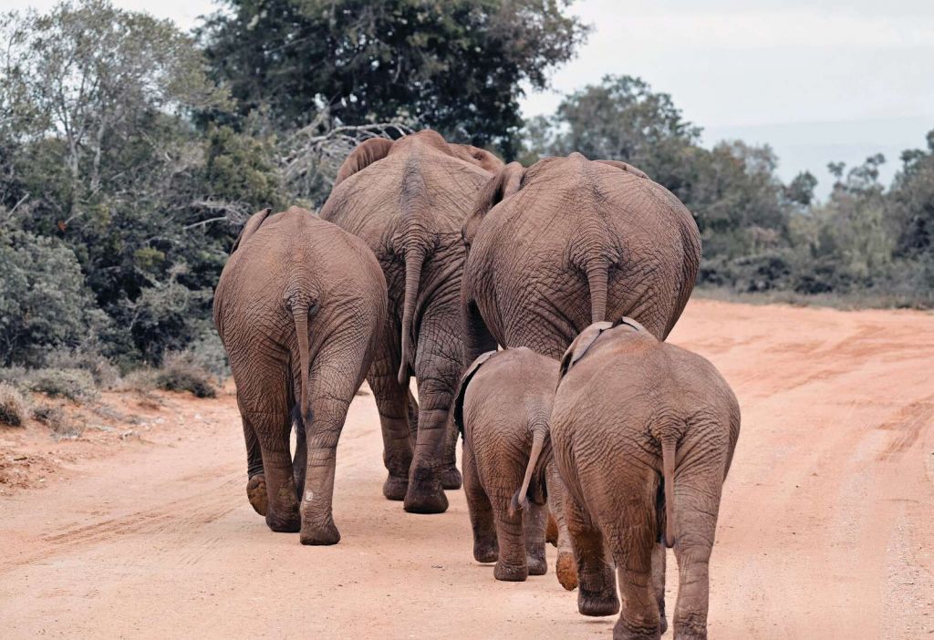 Famille d’éléphants sur un chemin de savane