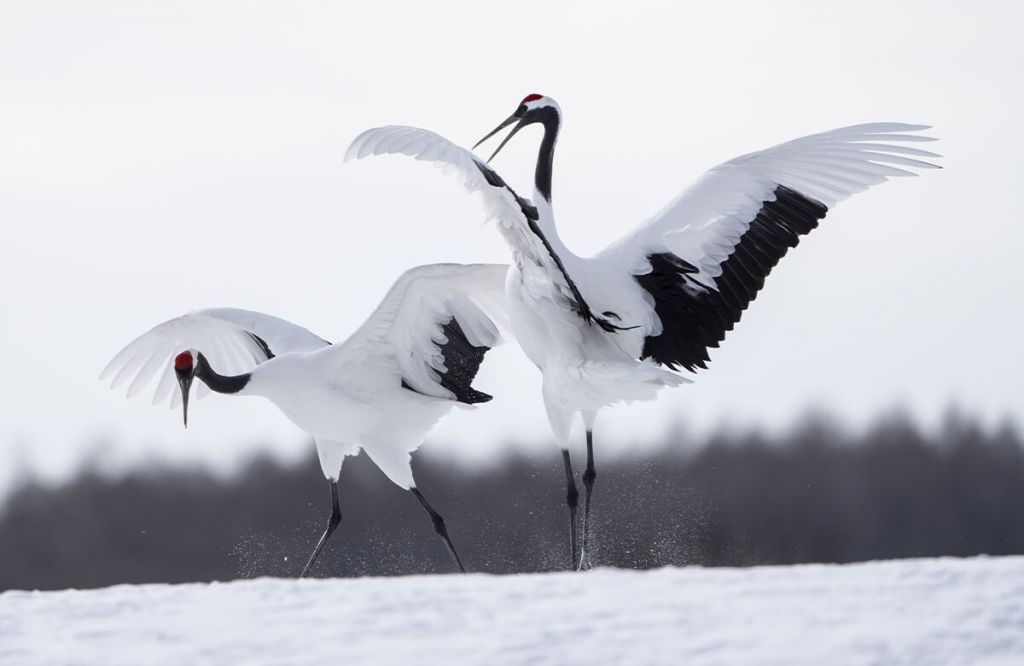 Grues qui jouent