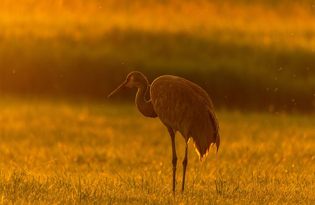 Grue sous un coucher de soleil