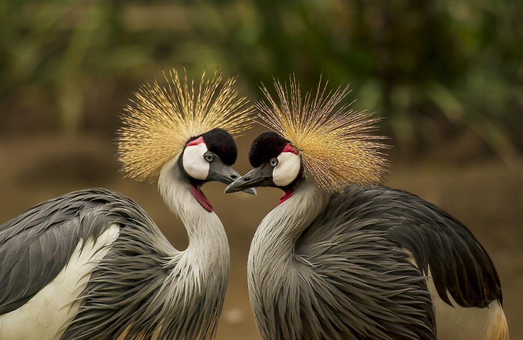 Couples de grues couronnées