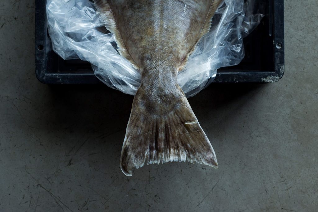 Queue de poisson