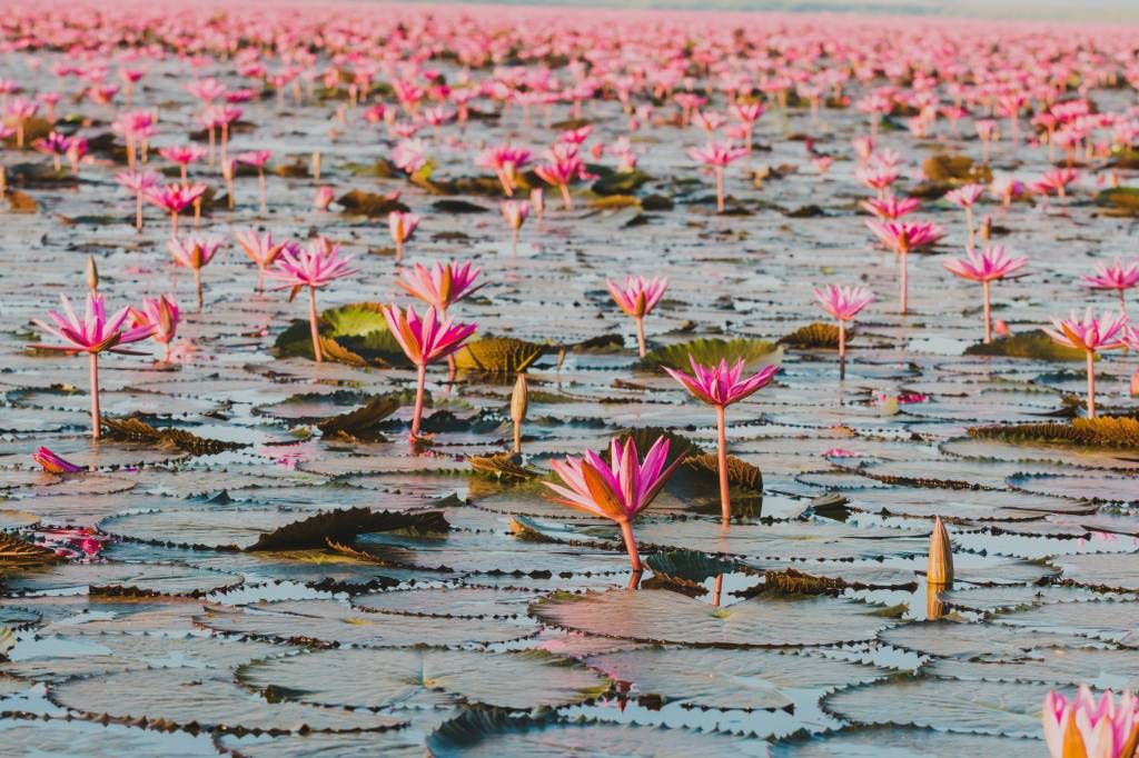 Mer de fleurs de lotus
