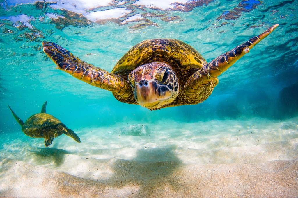 Tortue de mer dans l'océan