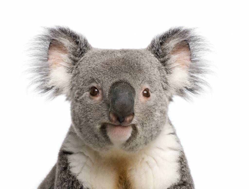 Autre - Photo d'un koala - Chambre des enfants