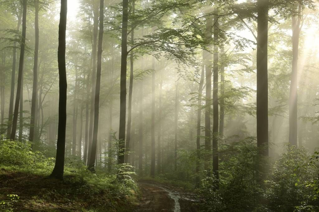 Papier peint de la forêt - La forêt verte dans le brouillard - Chambre à coucher