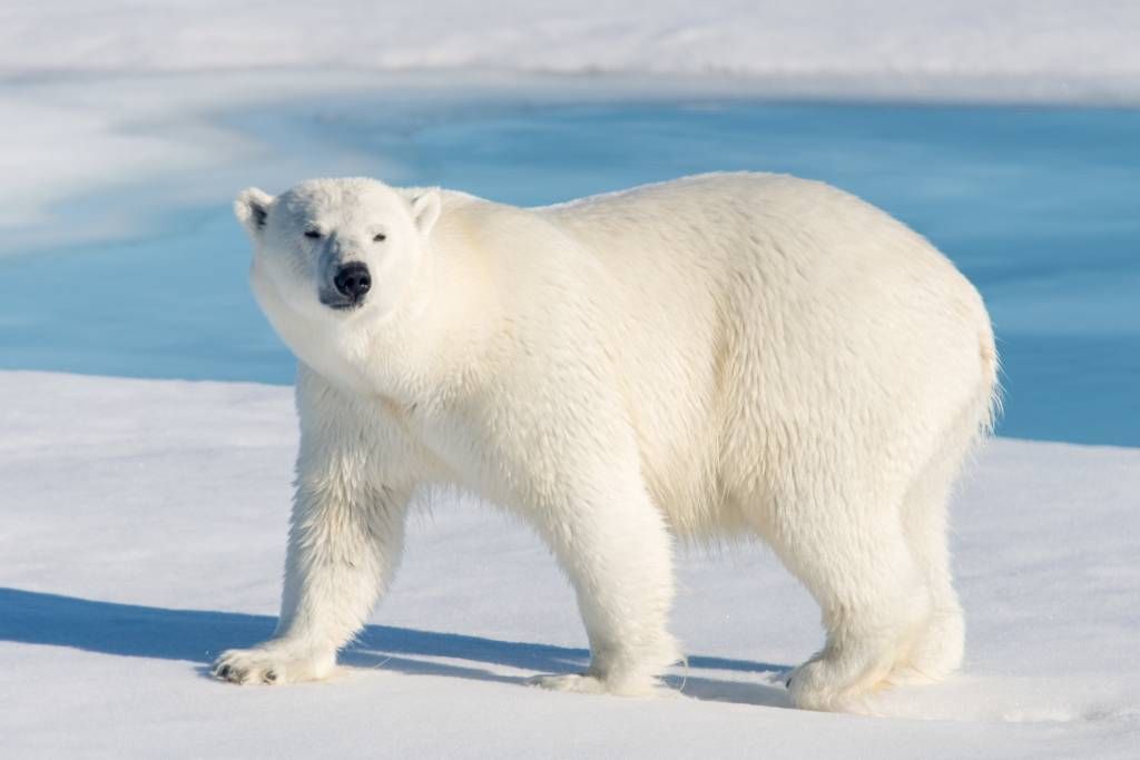 Autre - Ours polaire - Chambre des enfants