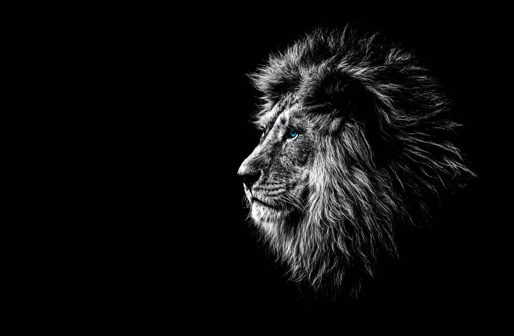 Animaux de Safari - Lion aux yeux bleus - Chambre d'adolescent