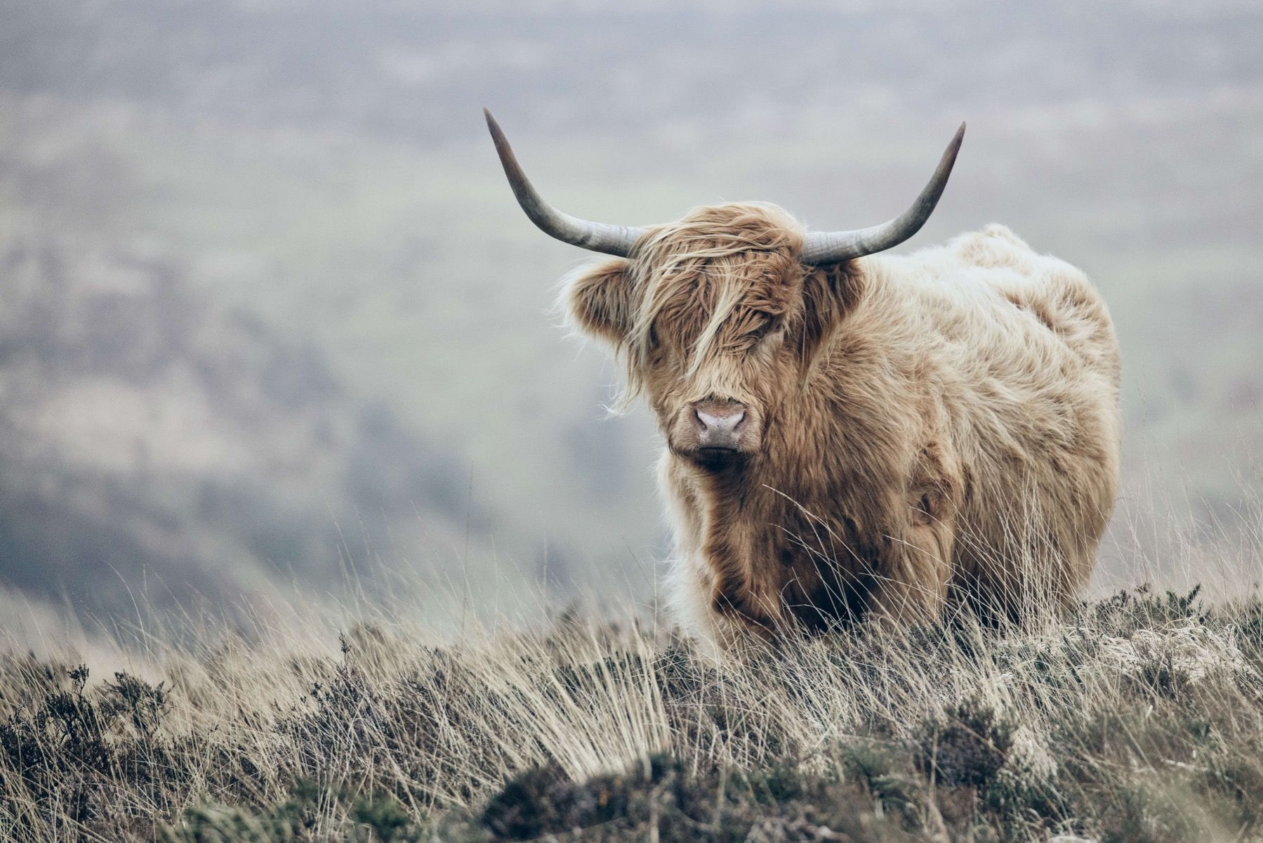 Bétail bovins - Les Highland écossais dans la nature